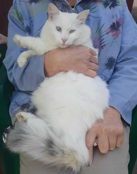Кішечка шукає люблячу родину