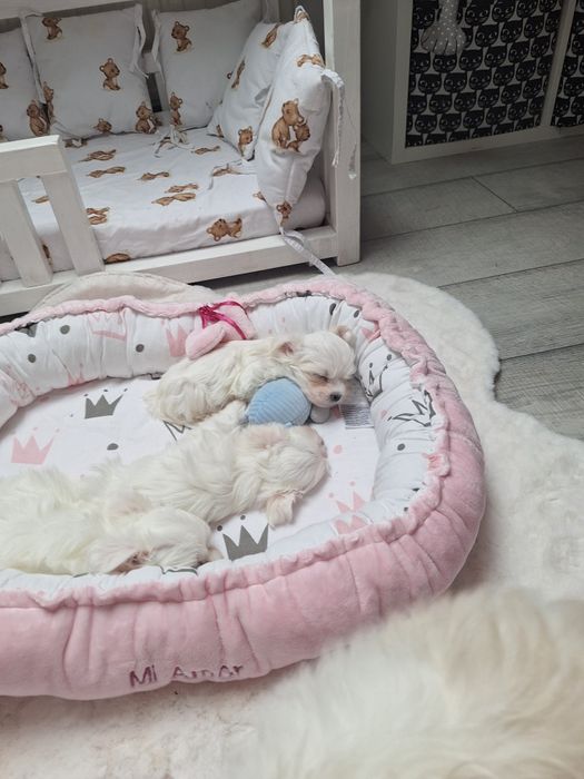 Malenka sunia rasy maltanczyk