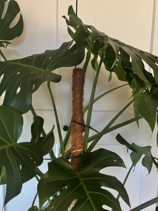 Monstera DUŻA 2metry