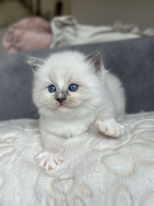 Puchaty kotek ragdoll z rodowodem FPL