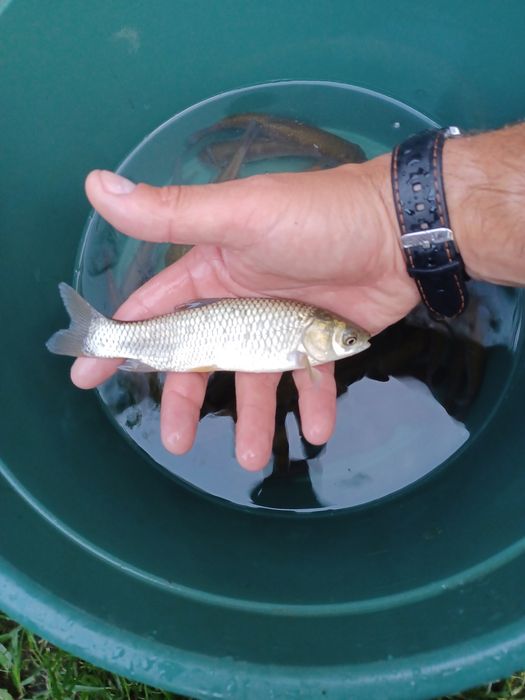 Karp narybek/kroczek. Sandacz , Amur , Lin , Tołpyga .