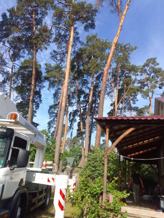 Видалення аварійних дерев Благоустрій Демонтаж.Є послуги ЩЕПОРІЗА