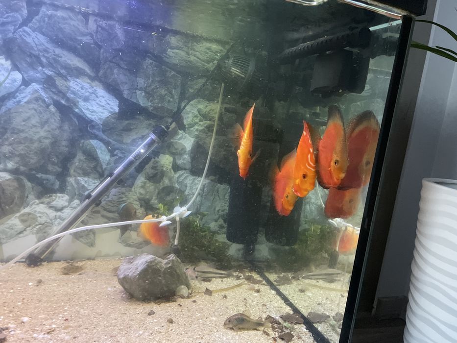 Paletki dyskowce likwidacja