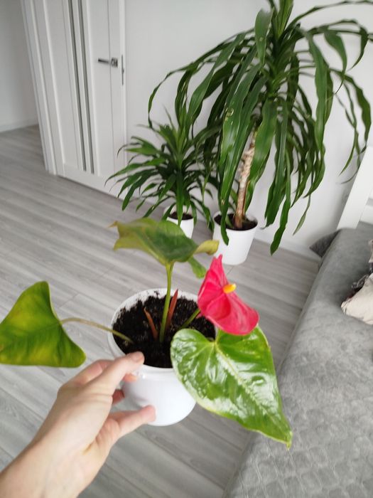 Кімнатні рослини, вазони