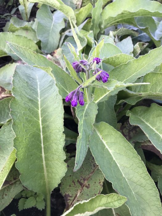 Żywokost lekarski cała roślina - sadzonka 6,0 zł. / szt.