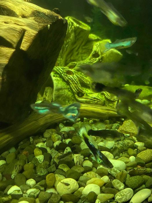 Акваріумні риби Гуппі