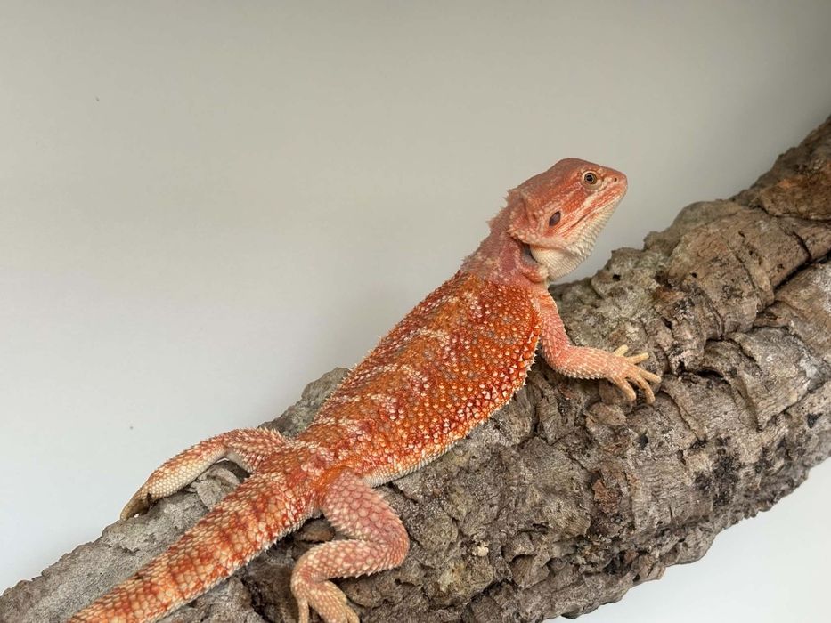 Agama brodata ''orange''