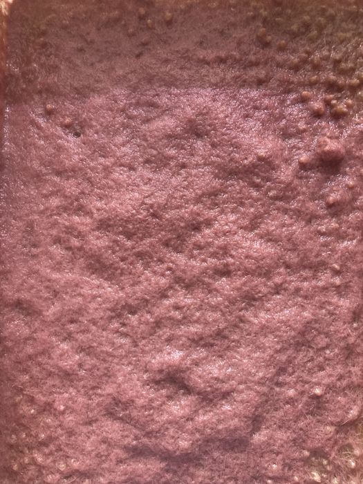 Трубочник Изя. Израильский трубочник Изя. Живой корм для рыбок