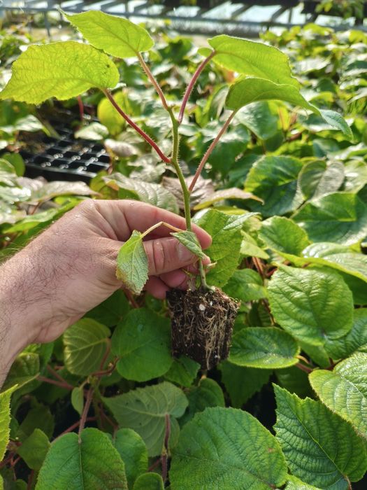 Plantas de kiwi Hayward