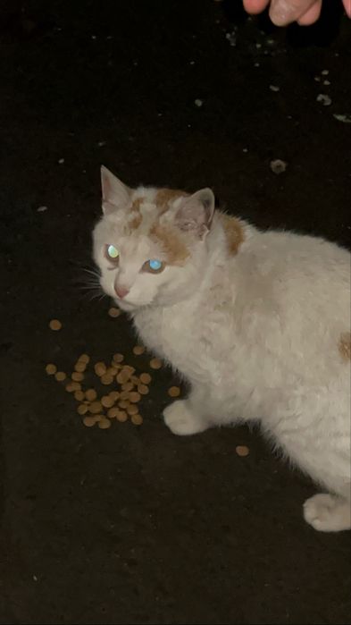 Сос!ищу дом кошечке!