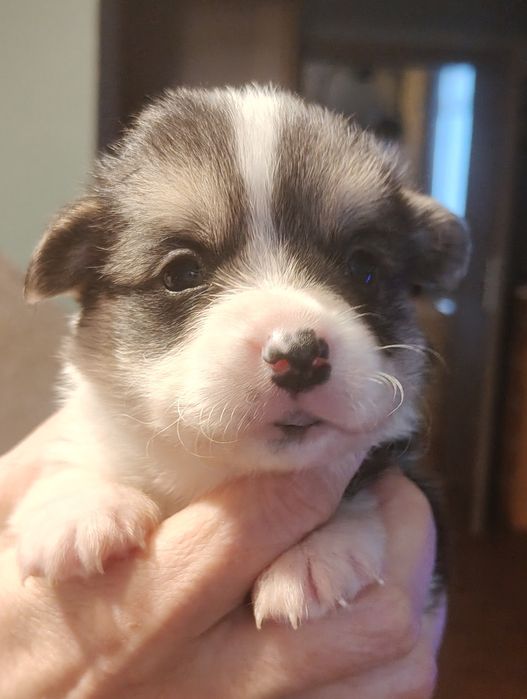 Welsh corgi pembroke