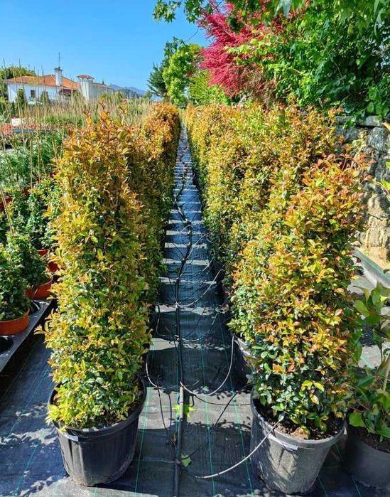 Eugenia Newport 50CM - 80/100CM - 100/150cm - 200/250CM - 300/400CM