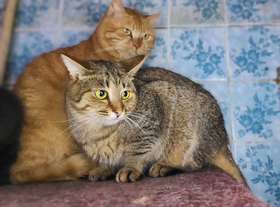 Котик, кіт, Ріккі, 1 рік, черепаховий смугастик, у пошуках сім'ї!