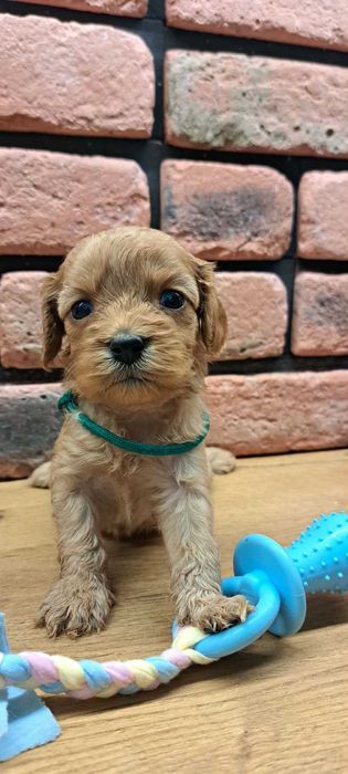 Cavapoo piękności