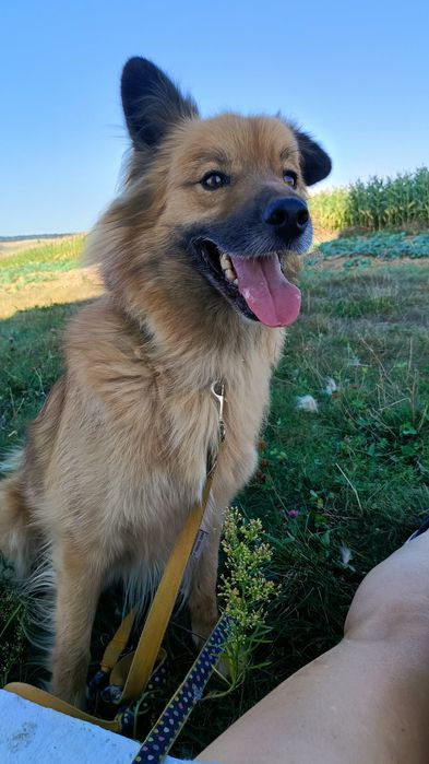 Bouli - piękny pies pilnie potrzebuje domu