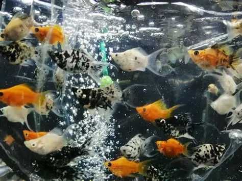 Molinezja Balonowa GRUBY KOCUR sklep zoologiczny Rzeszów ul. Leska 2