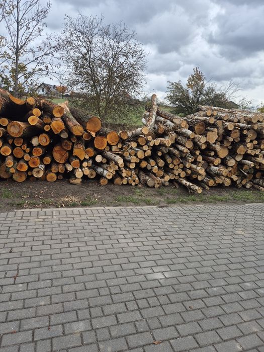 Sprzedam drzewo brzoza olcha