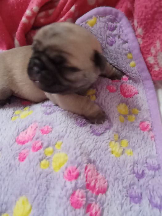 Mops mopsik grubasek