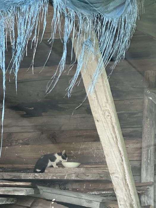 3 młode koty szukaja domów