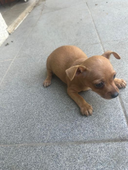 Pinsher macho mini