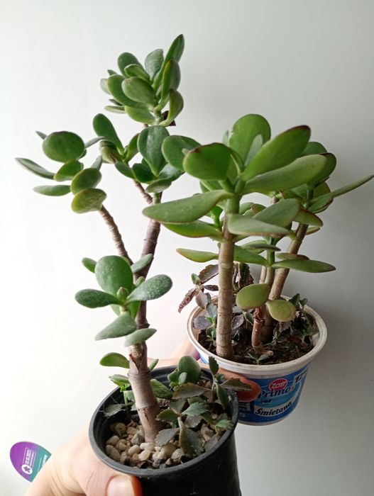 Grubosz, grubosze, zestaw, drzewka szczęścia, crassula ovata