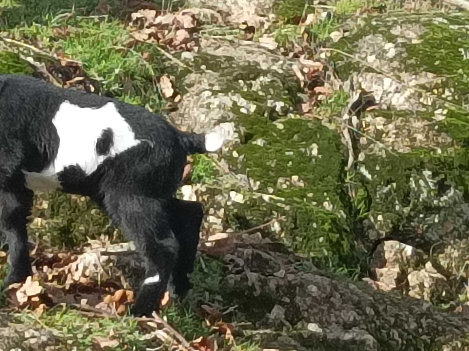 Cabritinho anão lindissimo