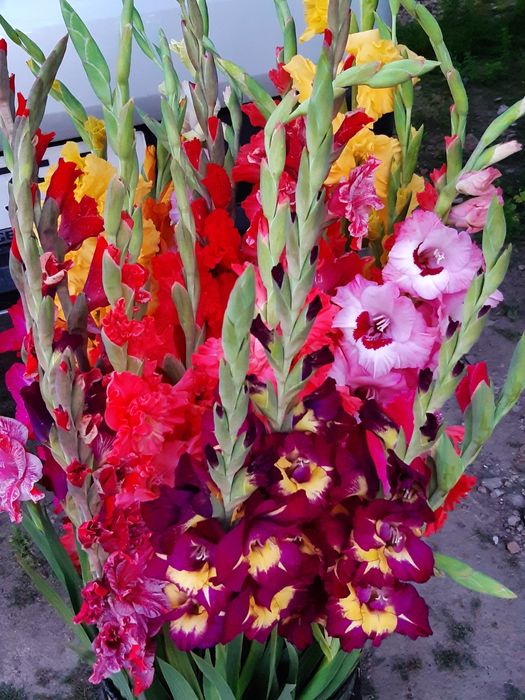 Гладіолуси морозець кніфофія гіацинти мускарики випродую здорові цибул