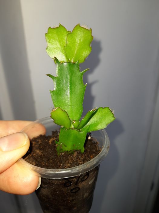 Різдвяник Шлюмбергера