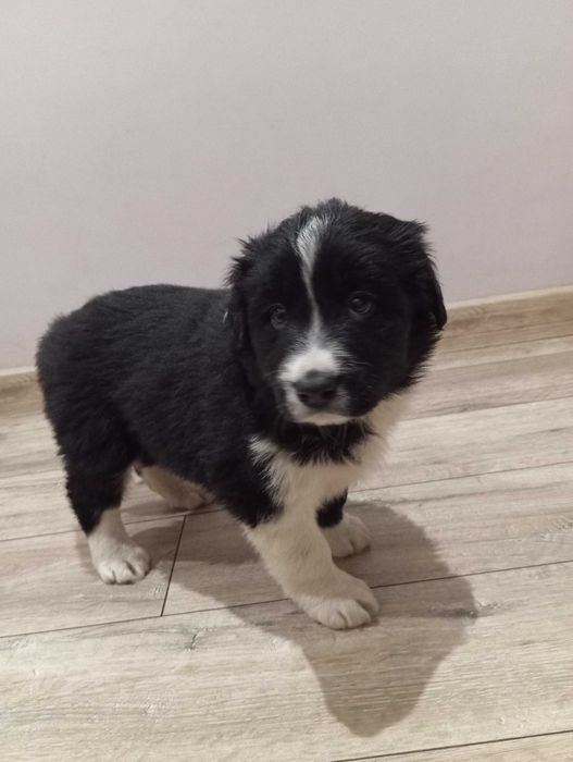 Border Collie z rodowodem