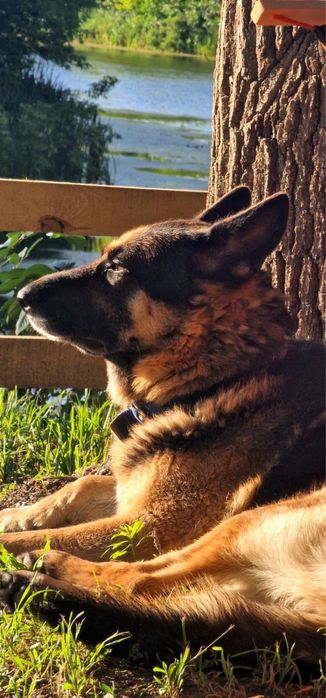 Цуценята німецької вівчарки 2 місяці