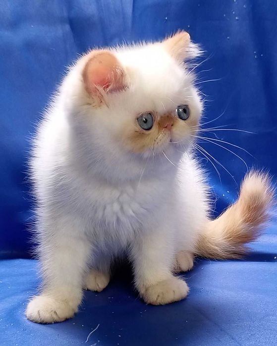 Шикарні Екзотичні дівчатка Лілі та Лола