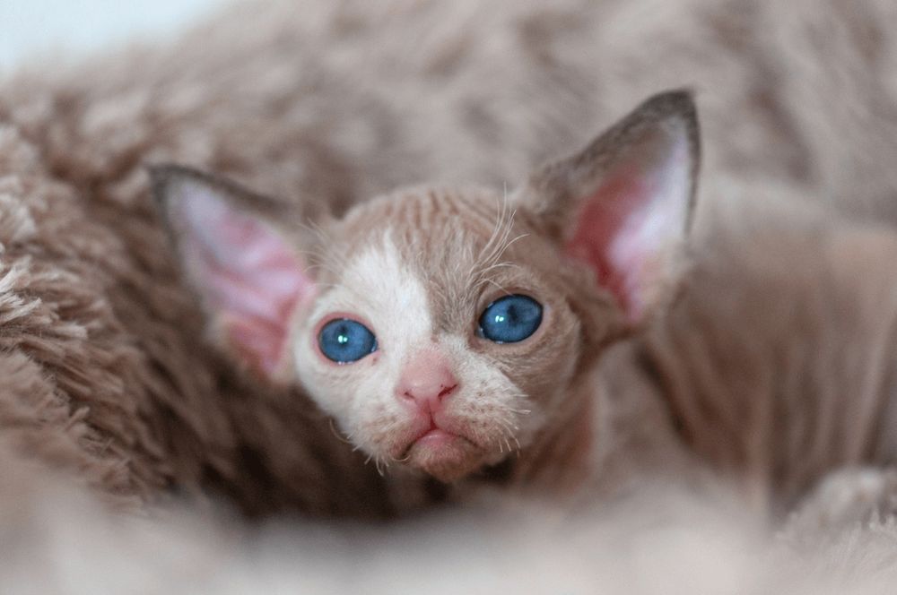 Девон-Рекс,котята