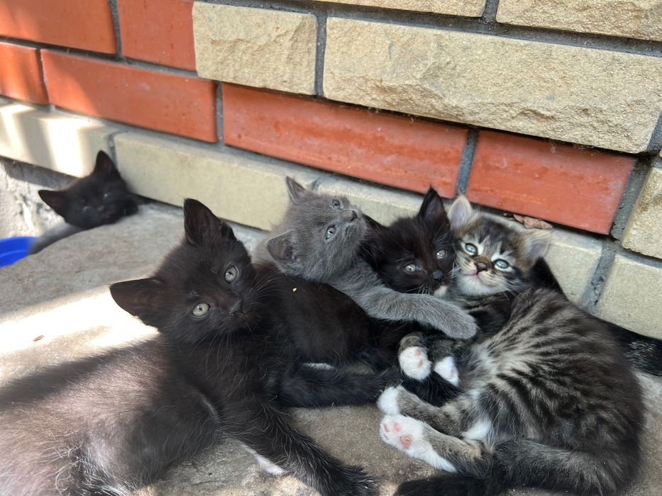 Віддаємо кошенят