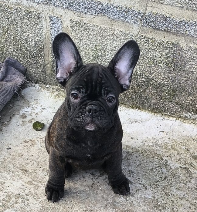 Дівчинка та хлопчик.