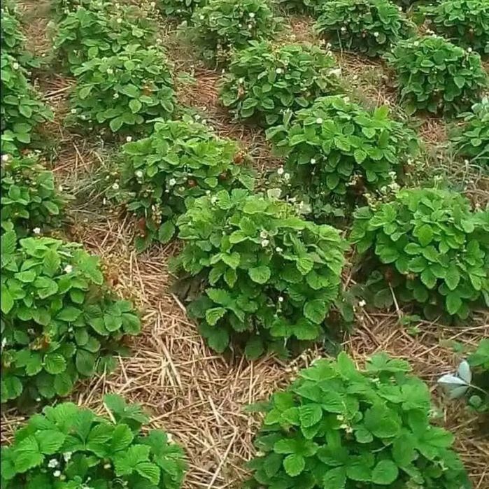 Кущова суниця,ремонтантна