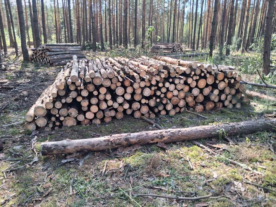 Дрова Ясеня після сушки в мішках