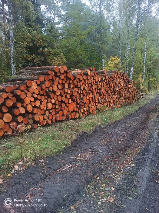 Drewno olchowe, olcha, liściaste.