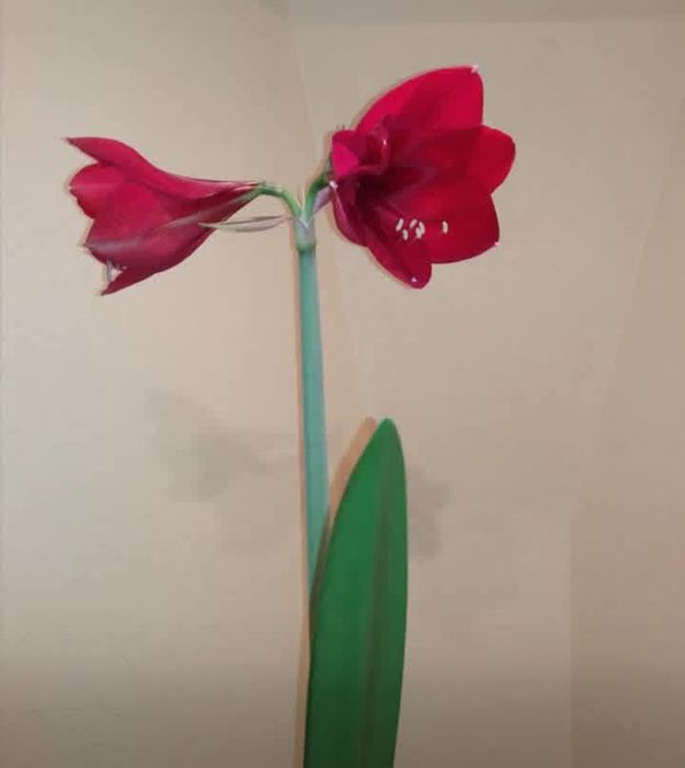 Гіпеаструм червоний