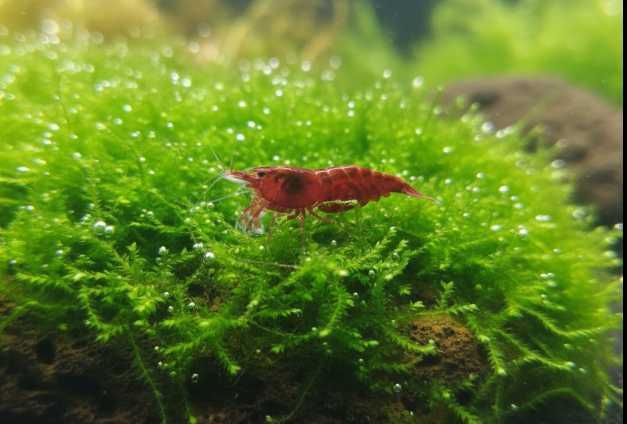 Krewetki Red Cherry - Wyprzedaż nadwyżki z własnej hodowli!