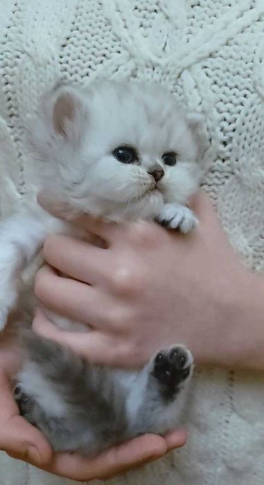 Кошенята. Котики , шотландські муркотики.Одна дівчинка і хлопчики