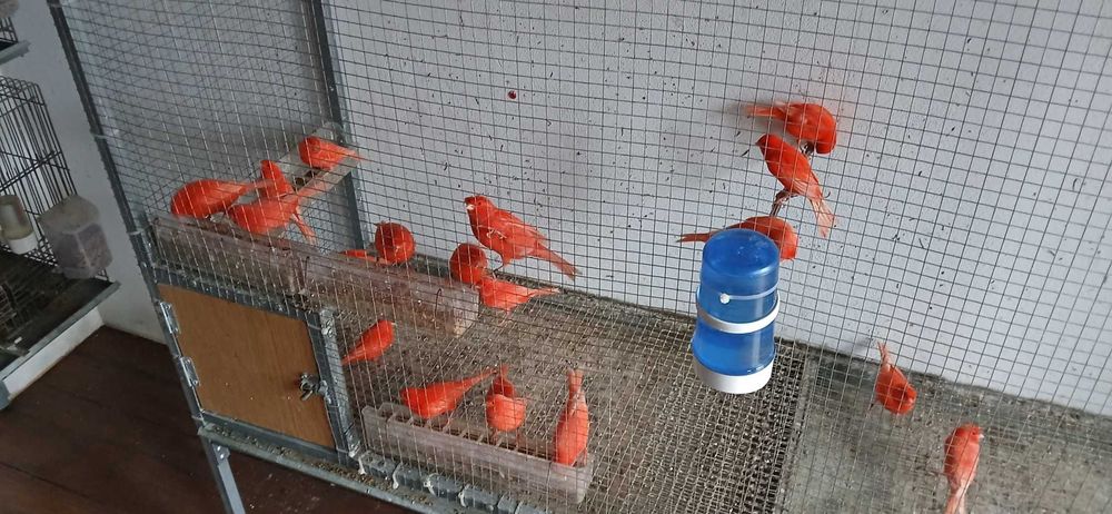 Canários Vermelhos Intensos e Nevados