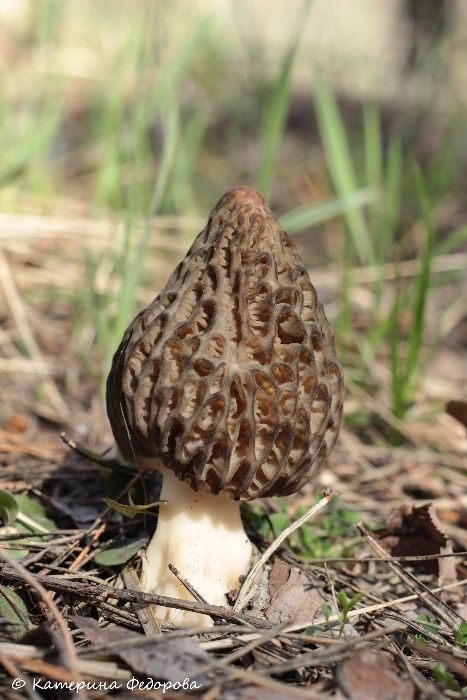 Сморчки зморшки сушені гриби Morchella conica сморчок, грибы сушеные