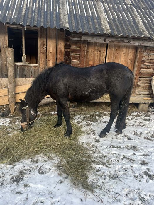 Продам кобилу  дзвоньть