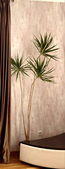 Драцена. 170 см. Кімнатна рослина в вазоні.