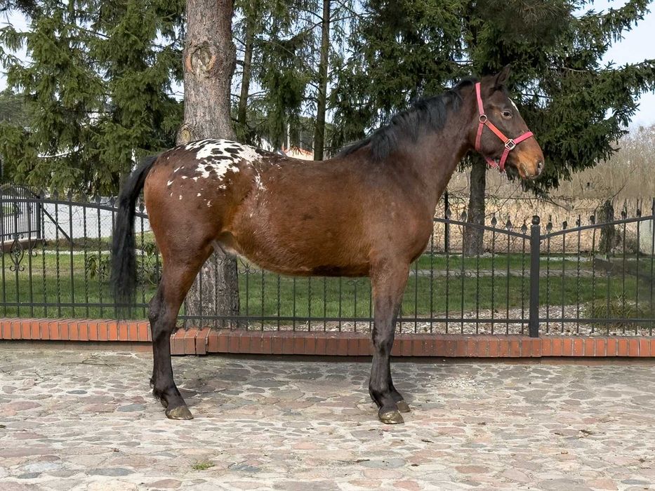 Tarant wałach 2 lata