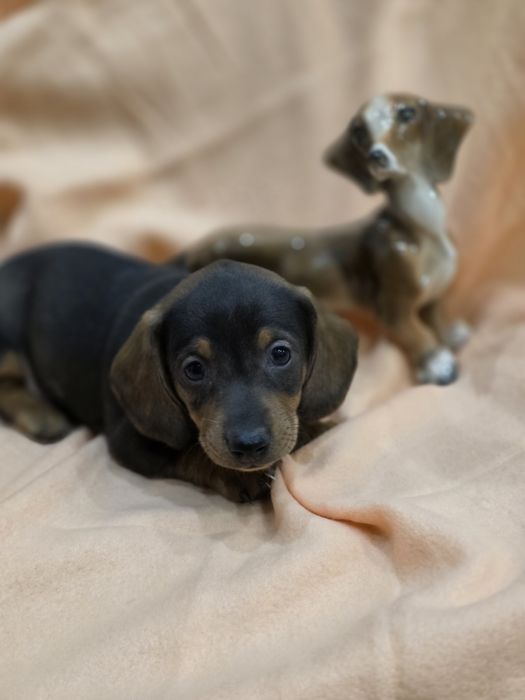 Dachshund Teckel