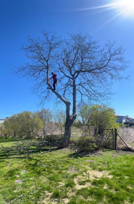 TREE CITY – profesjonalna wycinka drzew i usługi ogrodowe