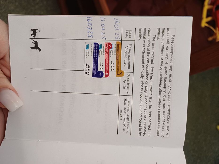 Сибирская хаски. Мальчик