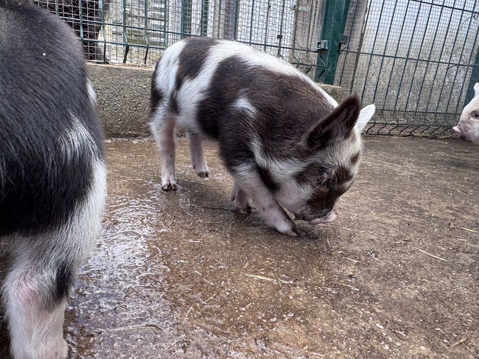 Porcos  raca kunekune