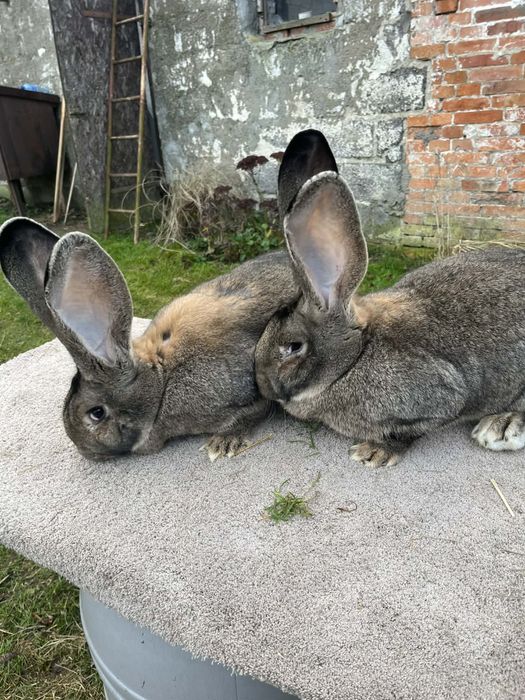 Dwie samiczki kujawsko Pomorskie po rodzicach z rodowodem zmienia dom